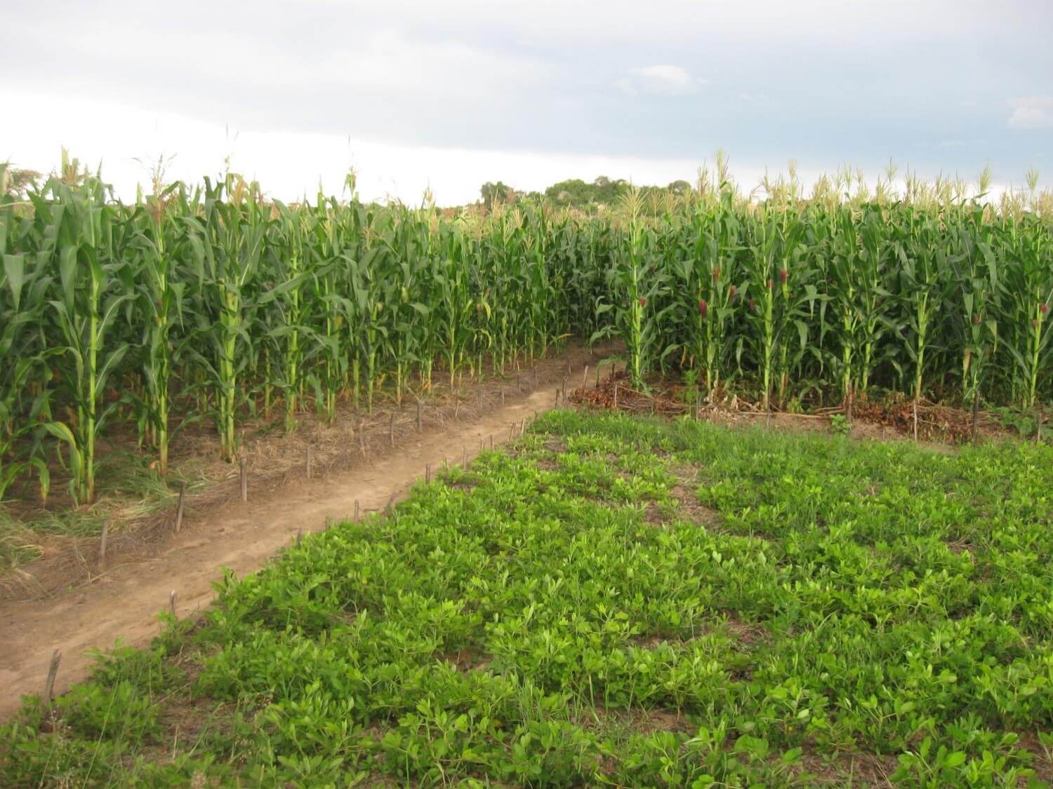 Rotation maize groundnuts