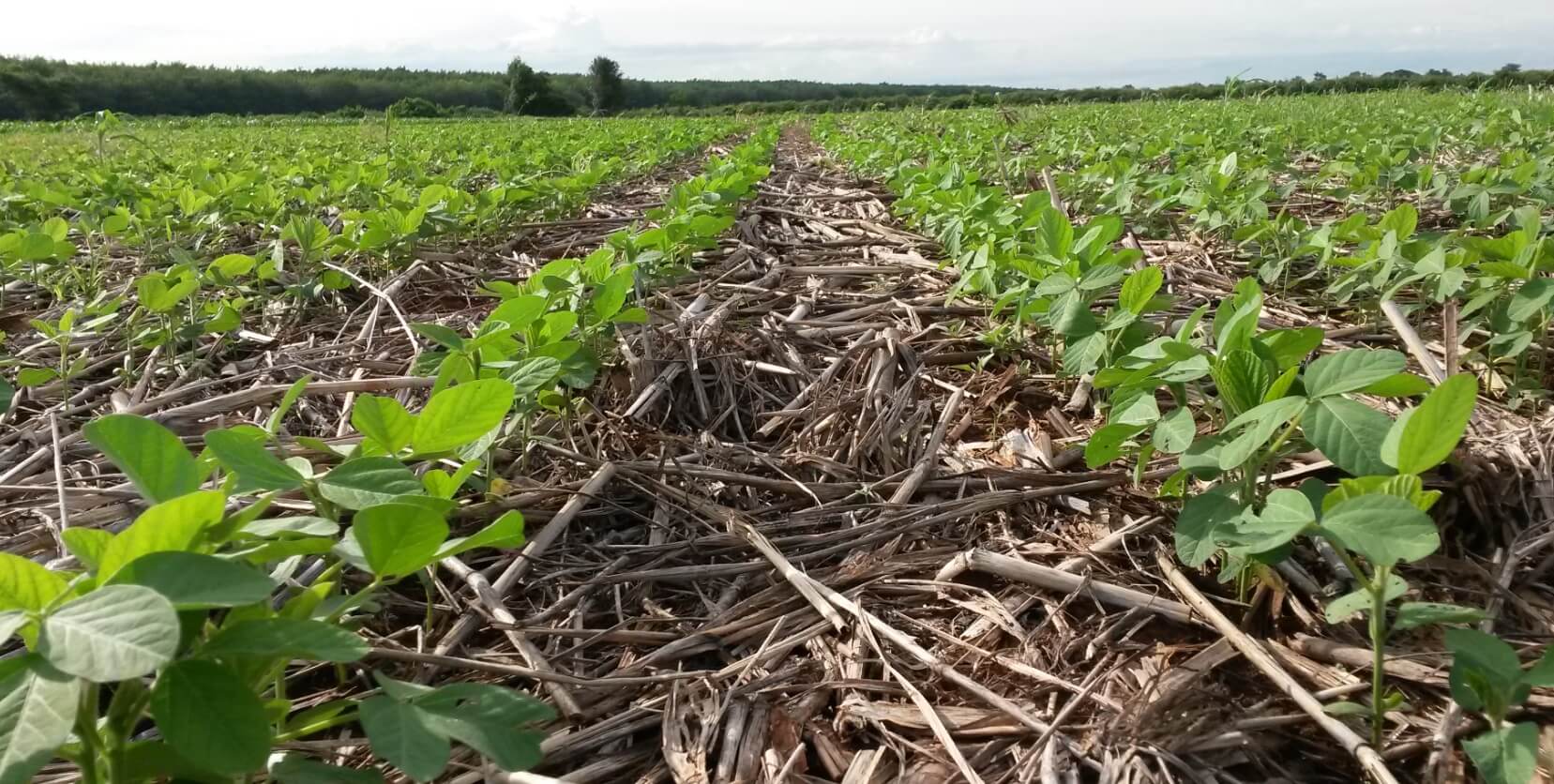 legume under CA (1) (1)