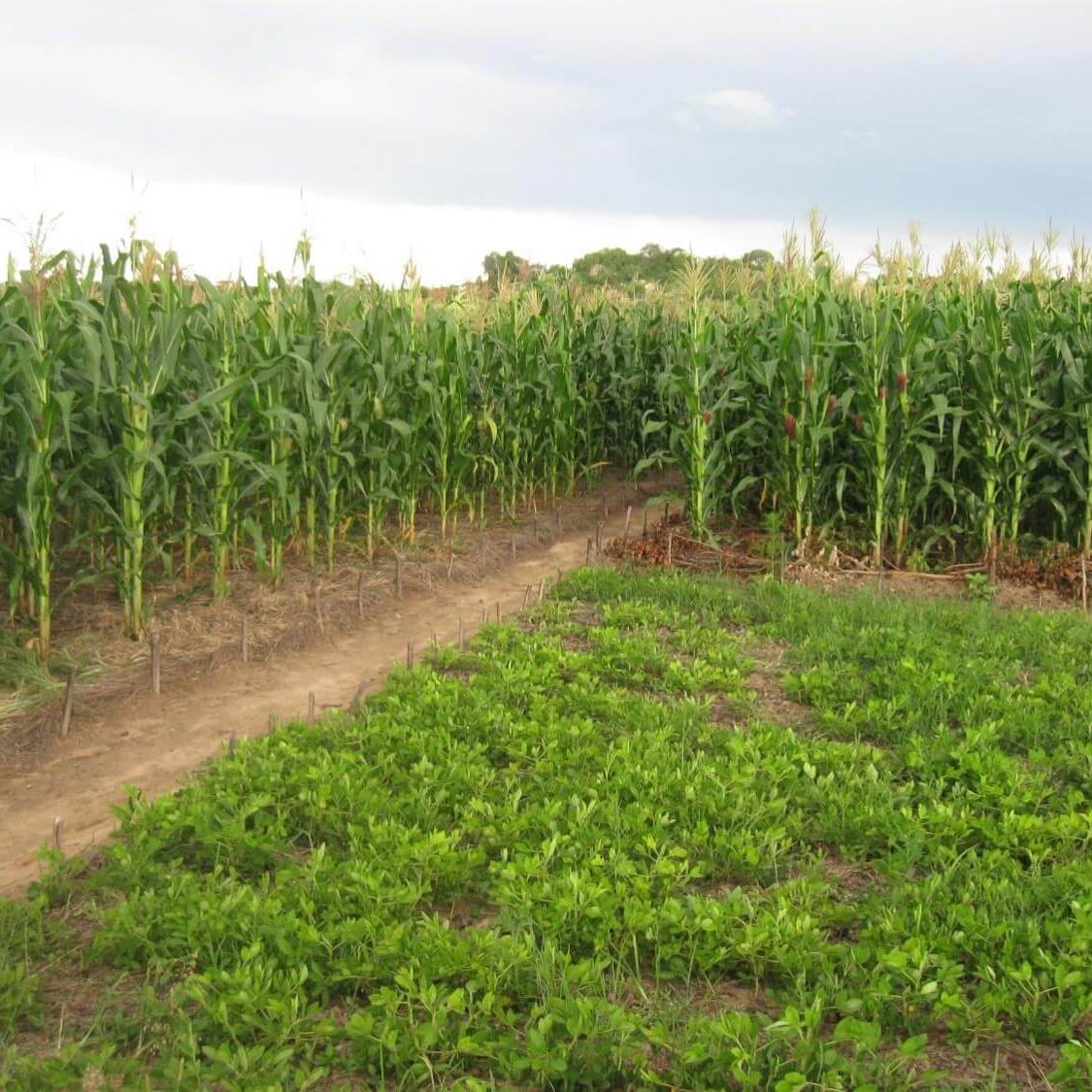 Rotation maize groundnuts