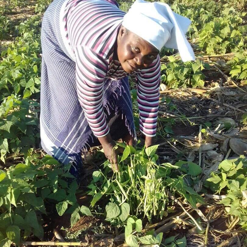 farmer showing legume