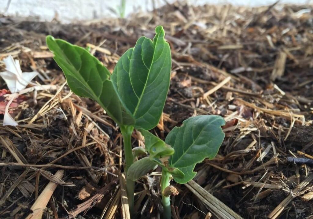 mulched bean