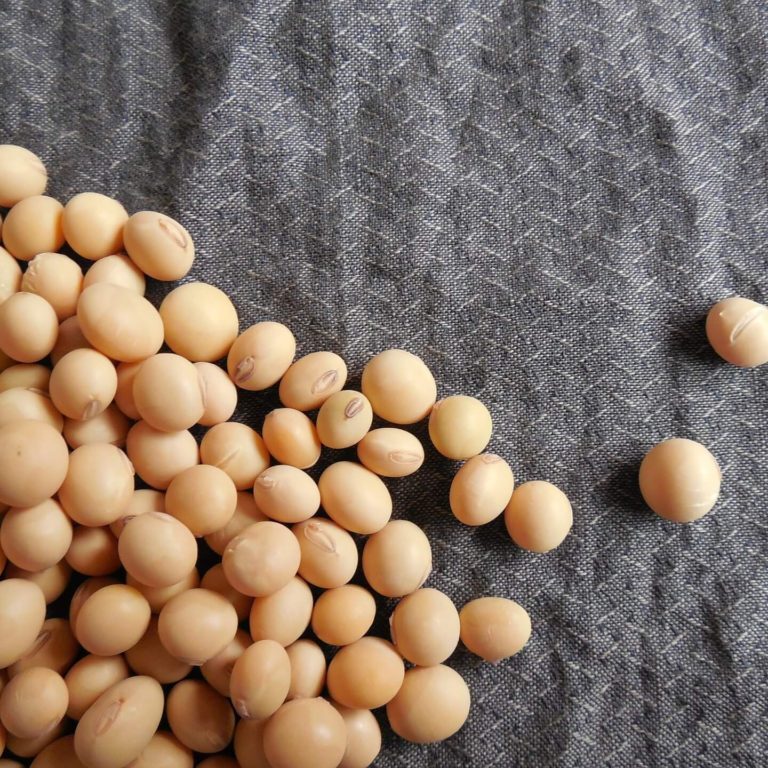soybeans-182295_1920 (1)